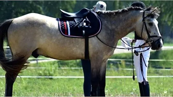 Saddled racehorse at a Nigerian racecourse